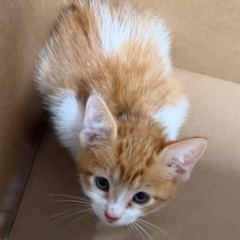A baby small-sized female Orange / Red Domestic Short Hair cat named Allie for adoption in Tampa, FL