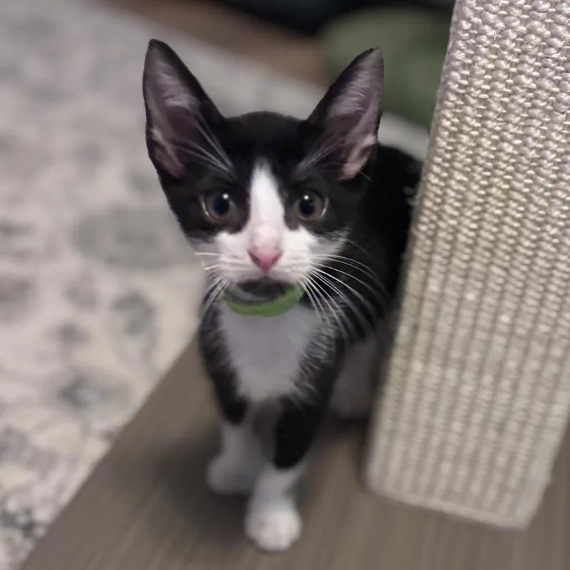 A baby medium-sized female Black & White / Tuxedo Domestic Short Hair cat named Crunchwrap for adoption in Chattanooga, TN