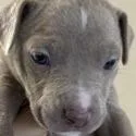 A baby small-sized female Yellow / Tan / Blond / Fawn Pit Bull Terrier dog named Wendy for adoption in Galveston, TX