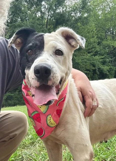 A senior medium-sized female Mixed Breed dog named Heidi for adoption in Haw River, NC