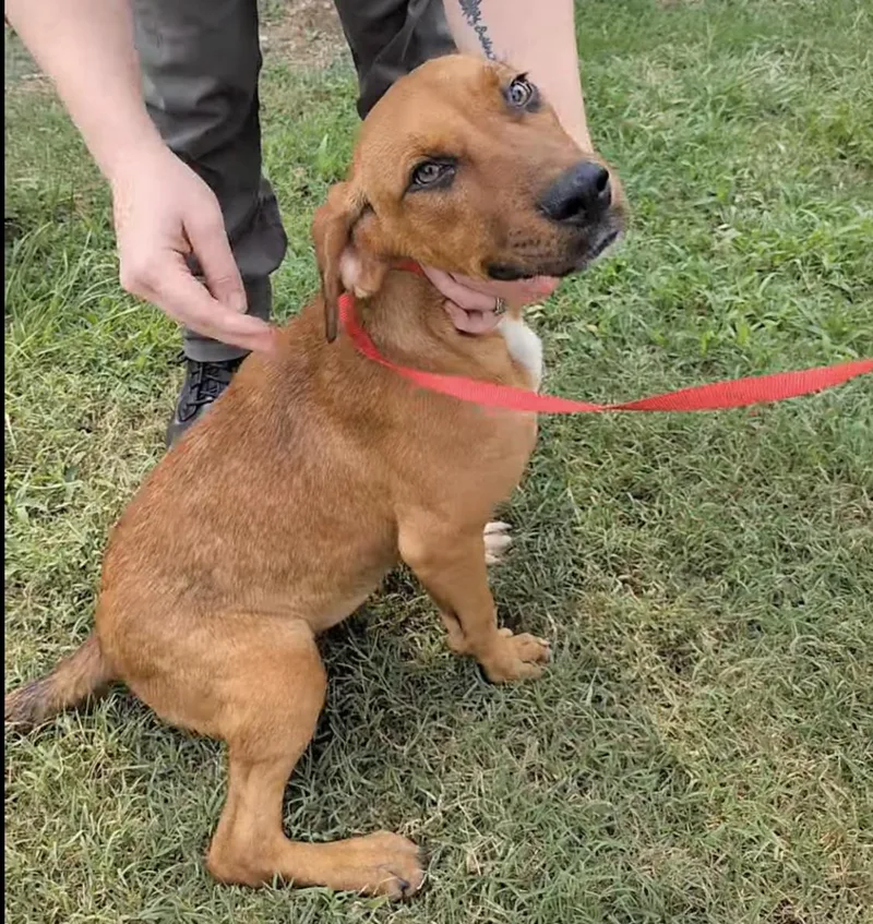 A young medium-sized female Redbone Coonhound dog named Orphan Annie for adoption in TULSA, OK