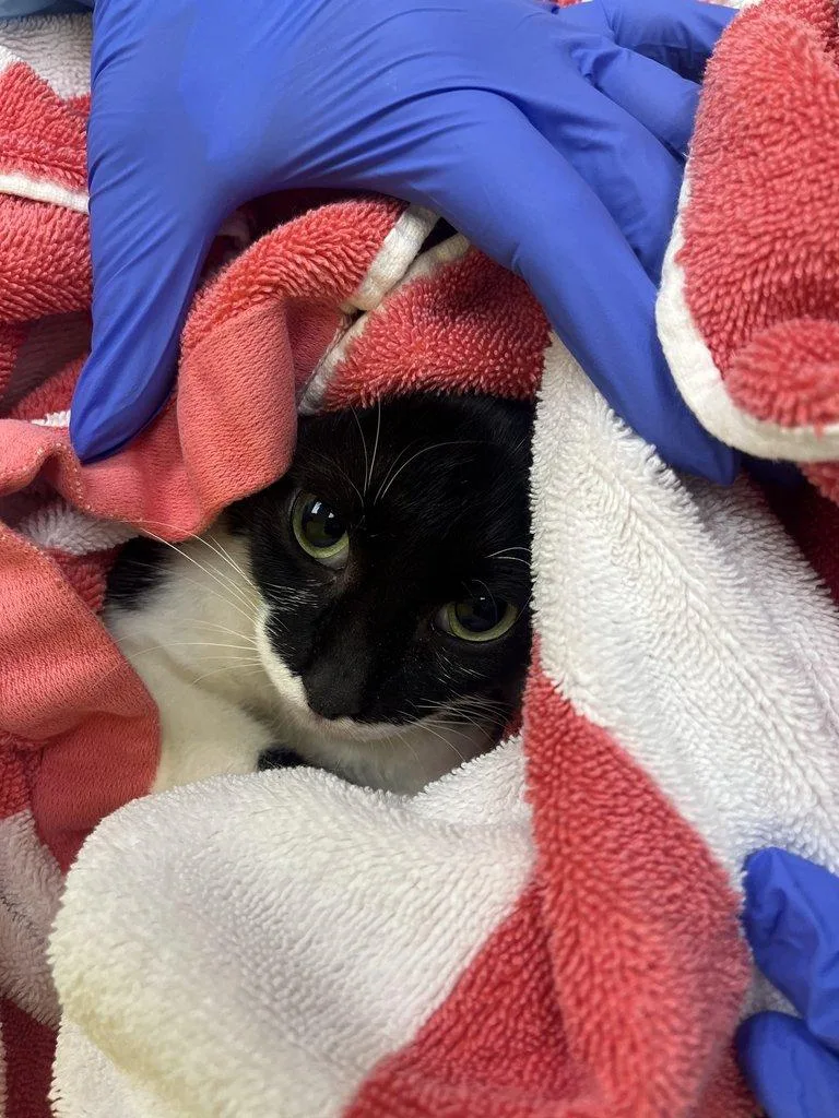 An adult small-sized female Black Domestic Short Hair cat named Blep for adoption in Raleigh, NC
