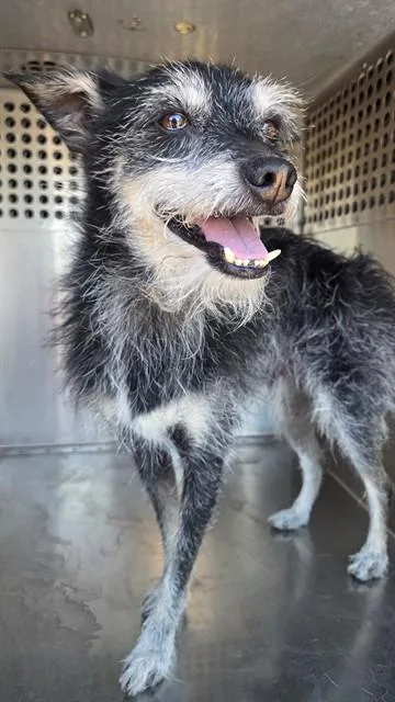 An adult small-sized male Fox Terrier dog named Bramble for adoption in Phoenix, AZ