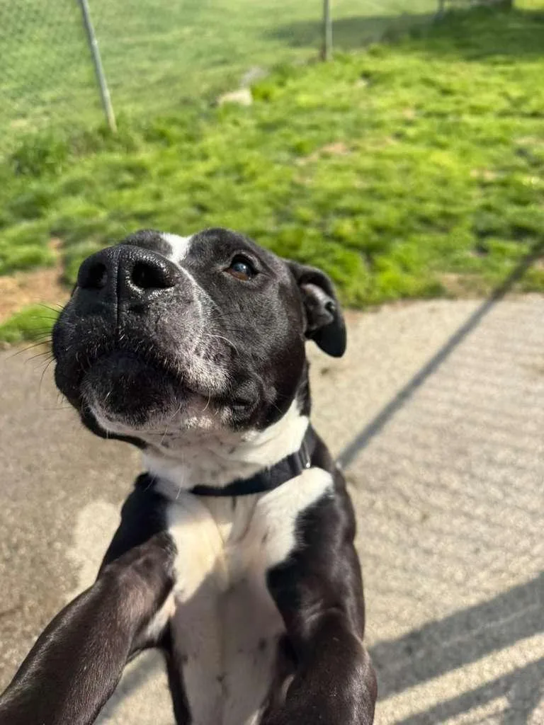 An adult medium-sized male Black Pit Bull Terrier dog named Scar for adoption in Renfrew, PA