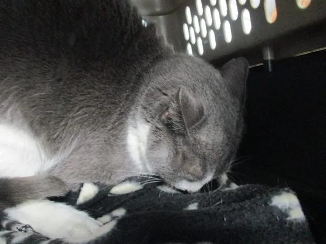 An adult small-sized female Domestic Short Hair cat named Mama Cat for adoption in Ocala, FL