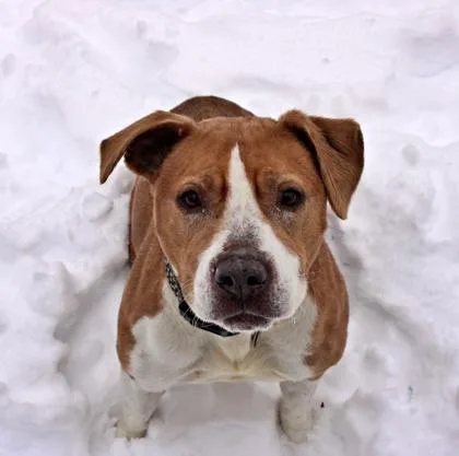 A senior large-sized female American Staffordshire Terrier dog named Sassy for adoption in Morton Grove, IL
