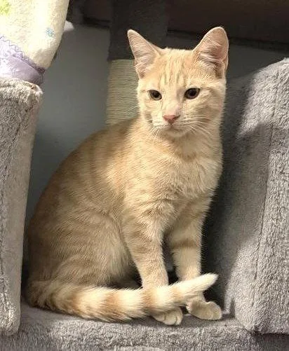 A young medium-sized male Domestic Short Hair cat named Clark for adoption in Greenfield, IN