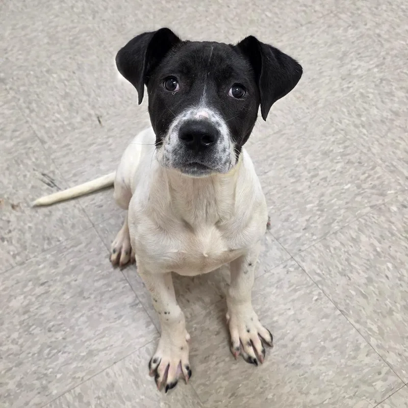 A young medium-sized female White / Cream Pit Bull Terrier dog named Carbon for adoption in Chatham, VA