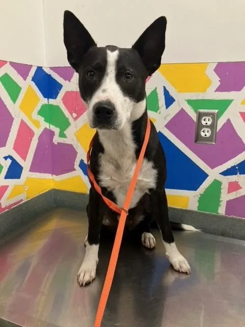 A young medium-sized male Border Collie dog named Tex for adoption in Baytown, TX