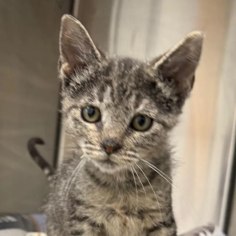 A baby small-sized female Gray / Blue / Silver Domestic Short Hair cat named Tootie for adoption in Marshall, TX