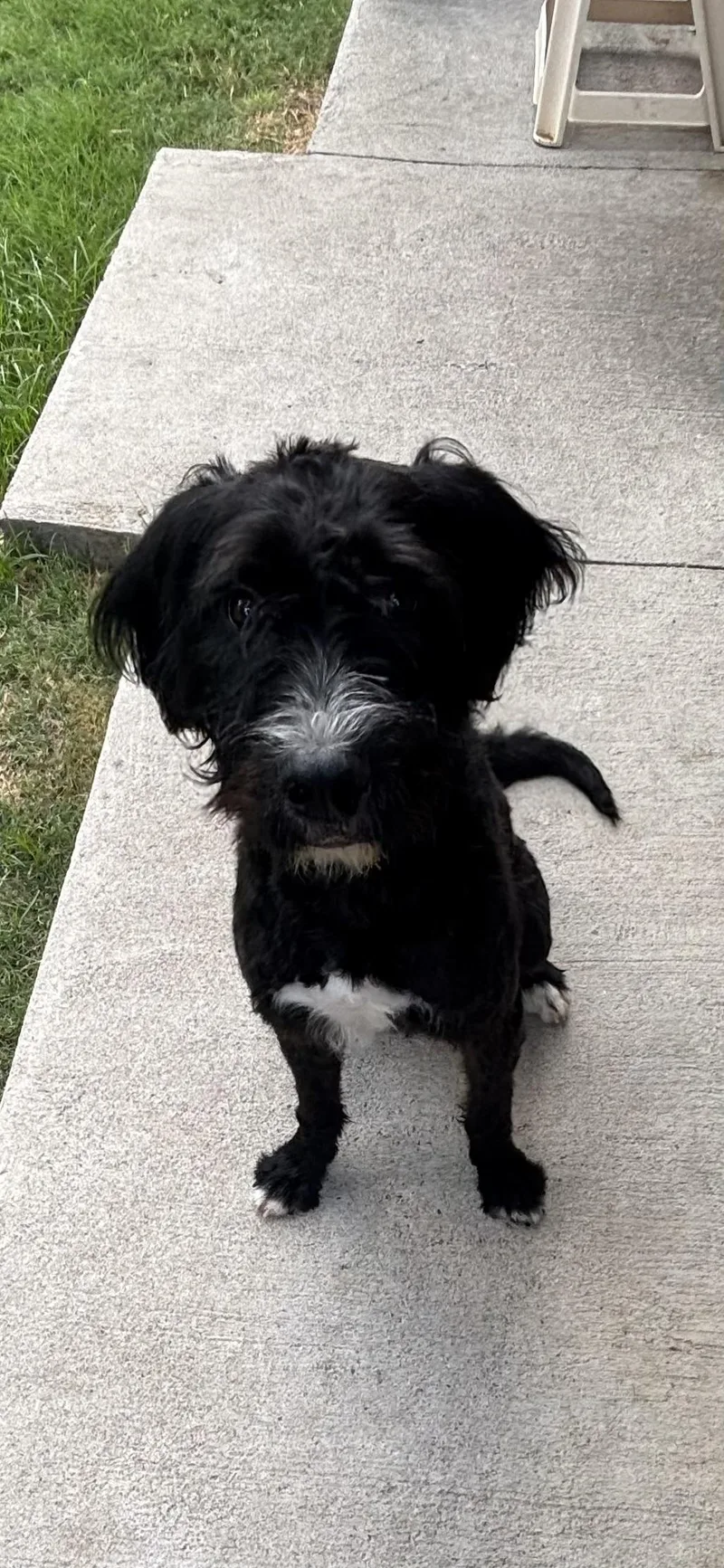 A young medium-sized male Labradoodle dog named Johnny Cash J for adoption in Dallas, TX