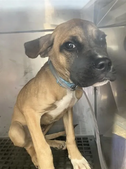 A young medium-sized male Mixed Breed dog named Penny for adoption in Dallas, TX