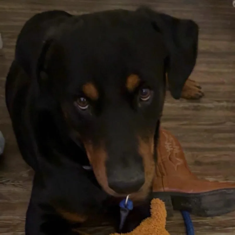 An adult large-sized male Black Rottweiler dog named Karnak for adoption in Austin, TX