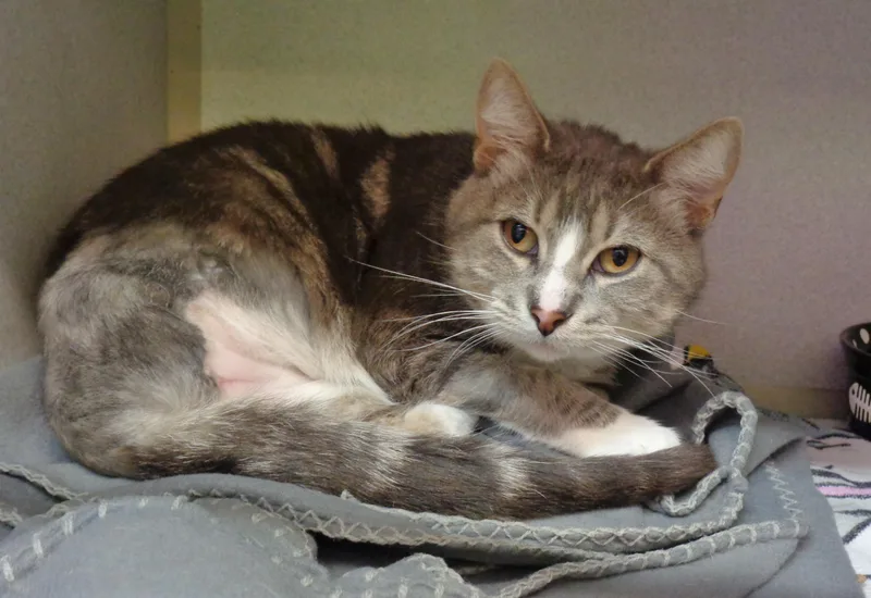 An adult small-sized male Gray & White Tabby cat named Pogo for adoption in Delhi, NY