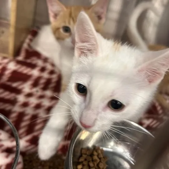 A baby small-sized male White Domestic Short Hair cat named Slade for adoption in Davenport, IA