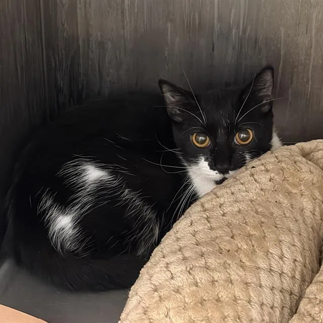 A young small-sized male Domestic Short Hair cat named Pager for adoption in Methuen, MA