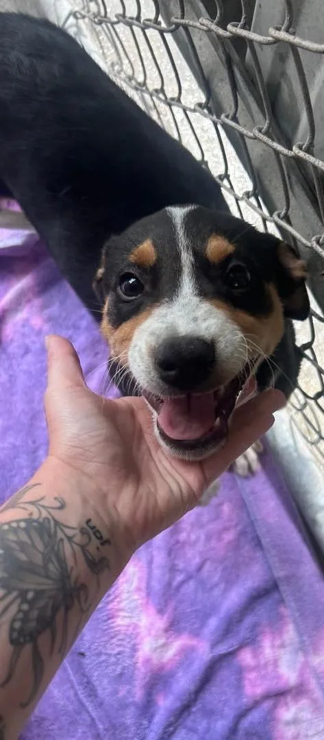 Daisy thumbnail 2