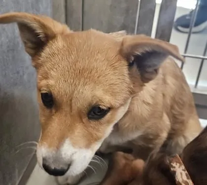 A young medium-sized female Shepherd dog named Margot for adoption in Edgewood, NM