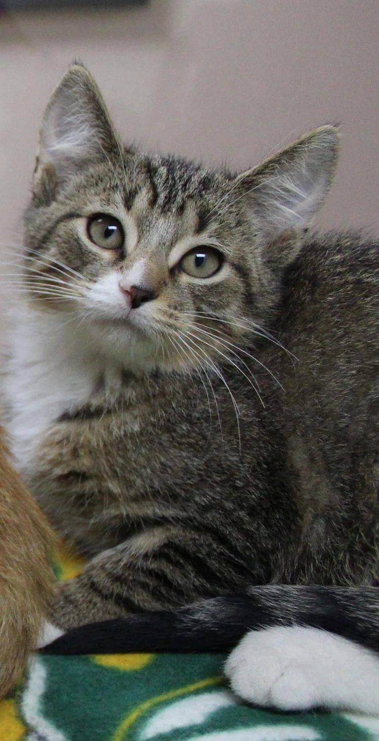 A baby medium-sized male Domestic Short Hair cat named Glazer for adoption in Portage, WI