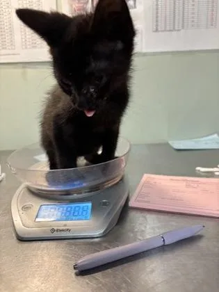 A baby medium-sized male Domestic Short Hair cat named Pringle for adoption in Picayune, MS