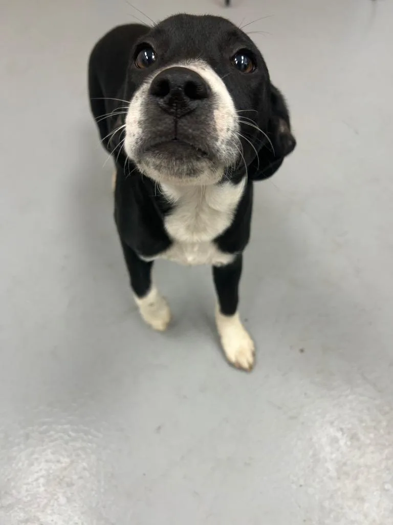 Bo