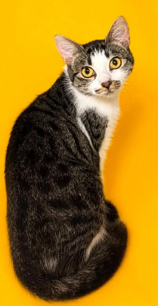 A young small-sized female Domestic Short Hair cat named Momma for adoption in Columbia, TN
