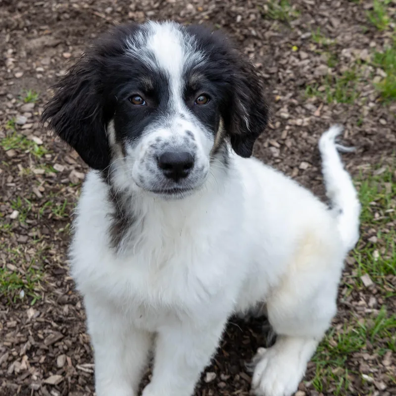 A baby large-sized male White / Cream Great Pyrenees dog named Baja Blast for adoption in Mount Pleasant, MI