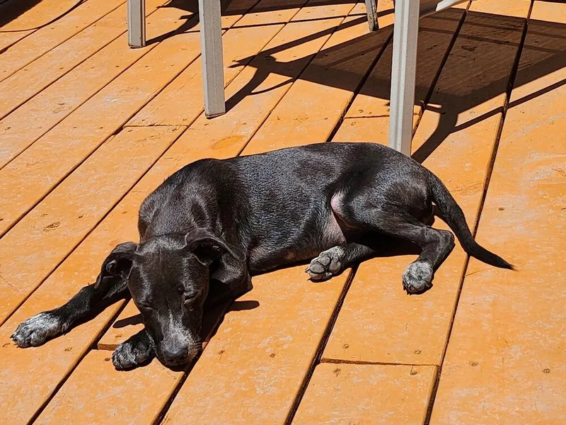 A baby small-sized female Tricolor (Brown, Black, & White) Labrador Retriever dog named Pixie for adoption in Colorado Springs, CO