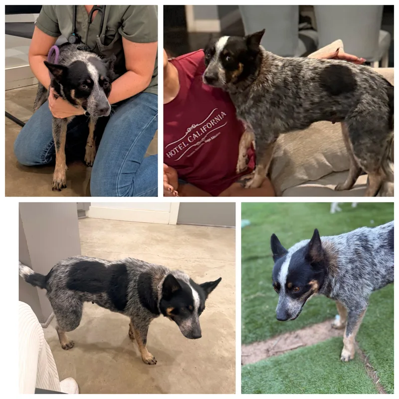 An adult medium-sized female Harlequin Australian Cattle Dog / Blue Heeler dog named Lucy for adoption in Bastrop, TX