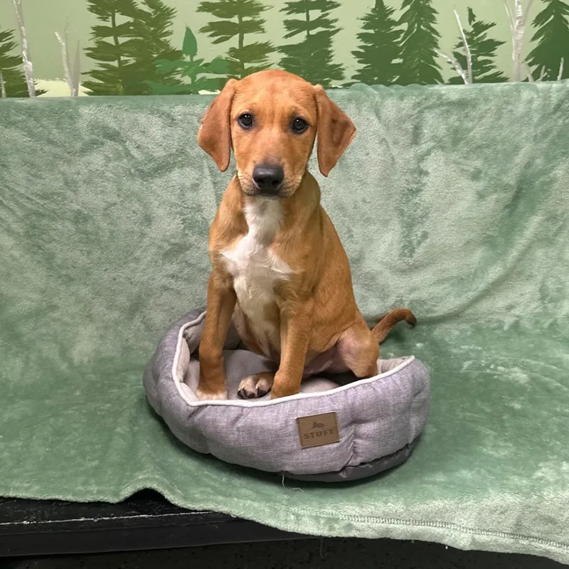 A baby medium-sized male Doberman Pinscher dog named Bowler for adoption in Logan, UT