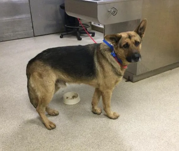 An adult large-sized male German Shepherd Dog dog named Bob for adoption in Riverside, CA