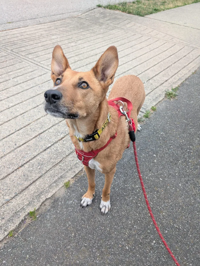 An adult medium-sized female Carolina Dog dog named Ms. Lovely Tarcin for adoption in Ridgefield, WA