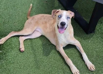 A young medium-sized female Mixed Breed dog named Rosita for adoption in Athens, GA