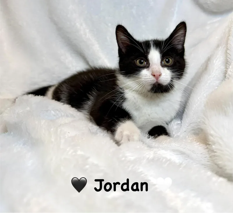 A baby medium-sized male Black & White / Tuxedo Domestic Short Hair cat named Jordan for adoption in Copley, OH