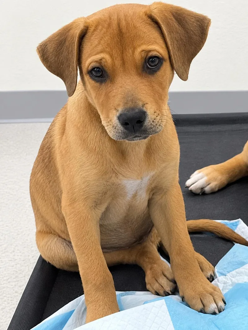 A baby medium-sized male Golden Retriever dog named Hiro for adoption in Longmont, CO