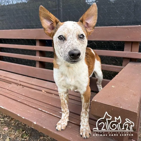 A baby small-sized male Australian Cattle Dog / Blue Heeler dog named Minion for adoption in Irvine, CA