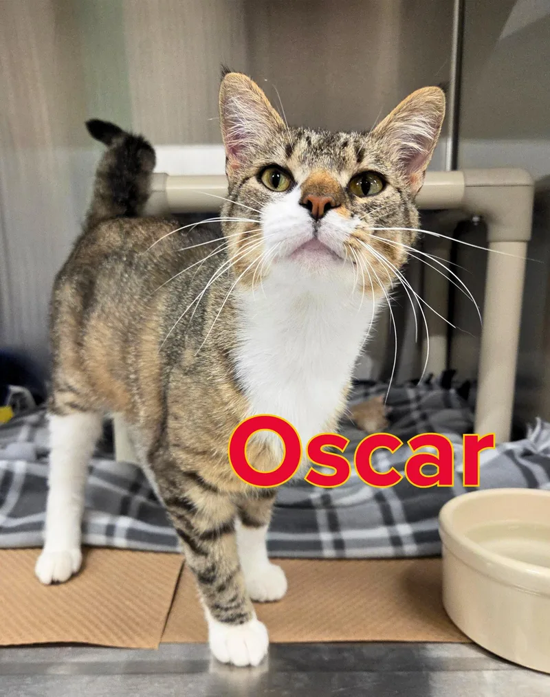 A young medium-sized male Tabby (Brown / Chocolate) Domestic Short Hair cat named Oscar for adoption in Nevada, IA
