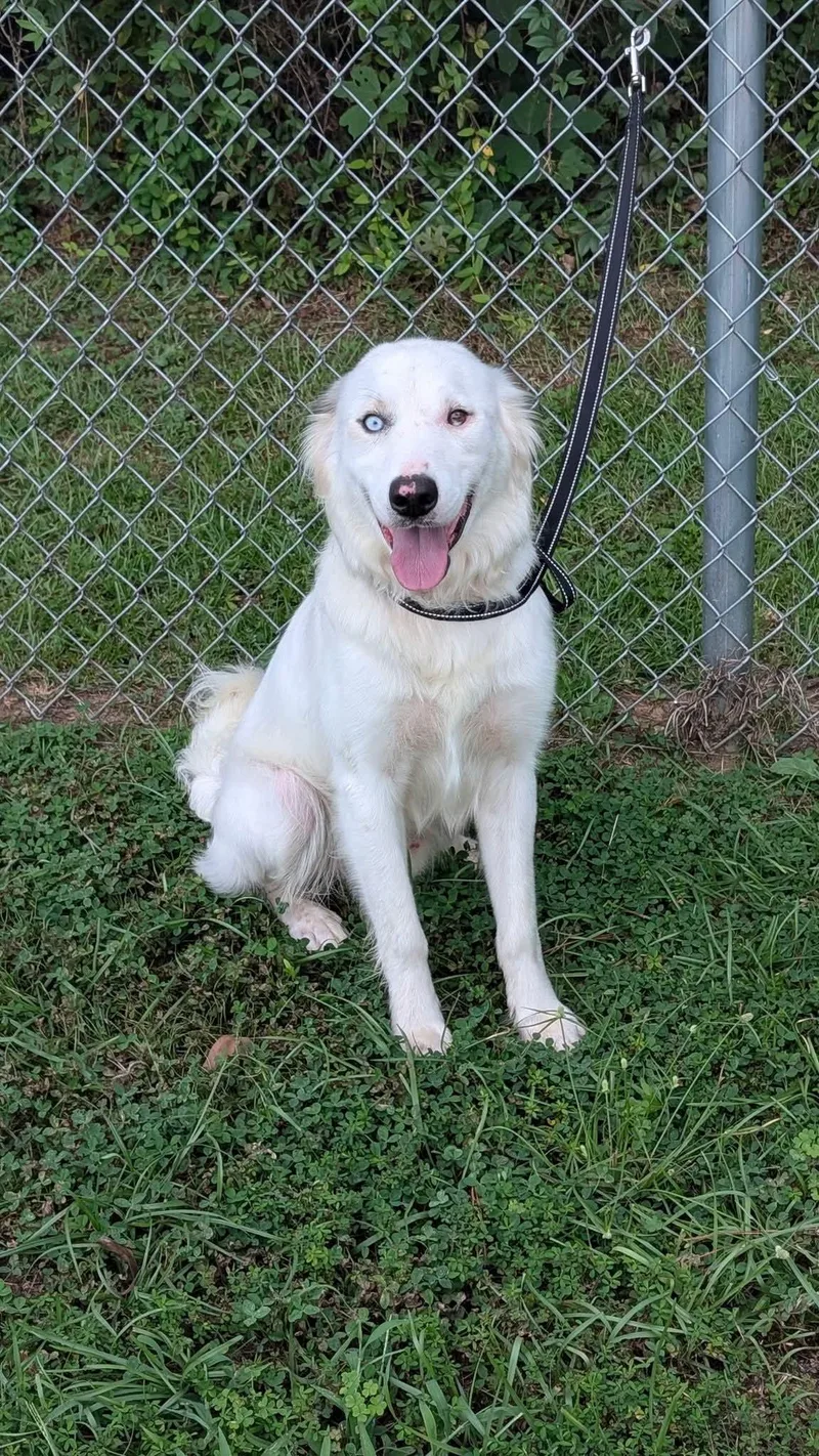 An adult large-sized male White / Cream Great Pyrenees dog named Baylor for adoption in Marion, MS