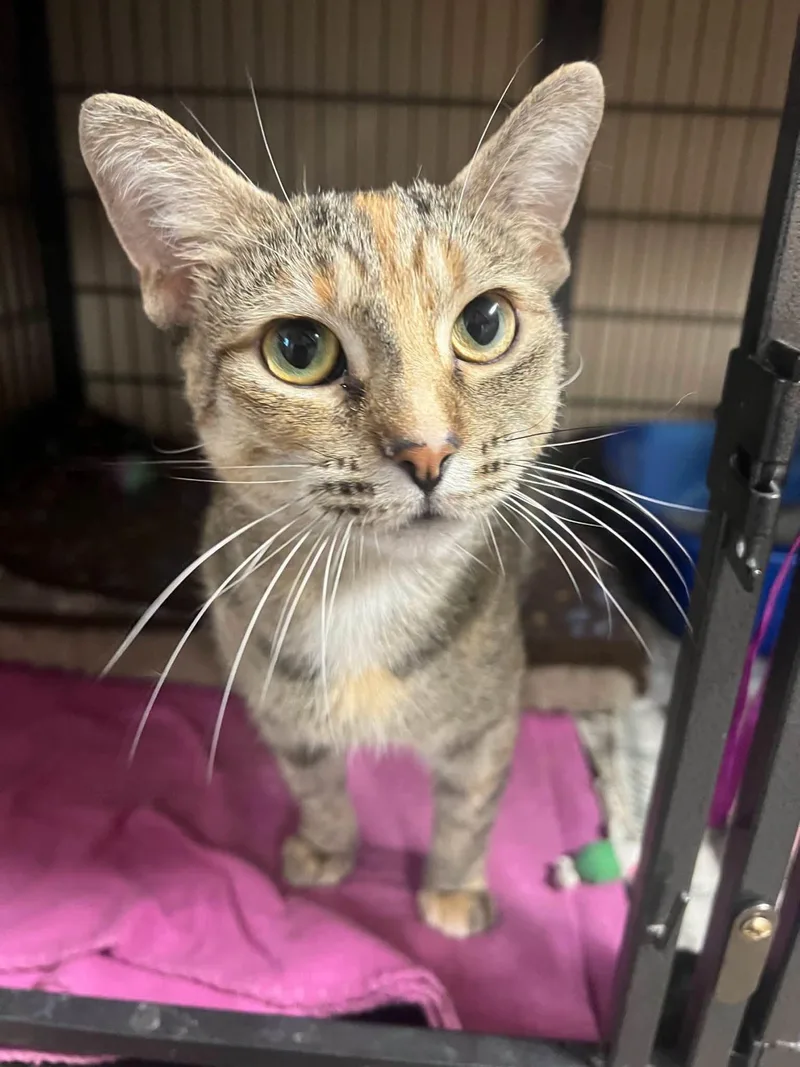 An adult medium-sized female Domestic Short Hair cat named Luke for adoption in Davenport, IA