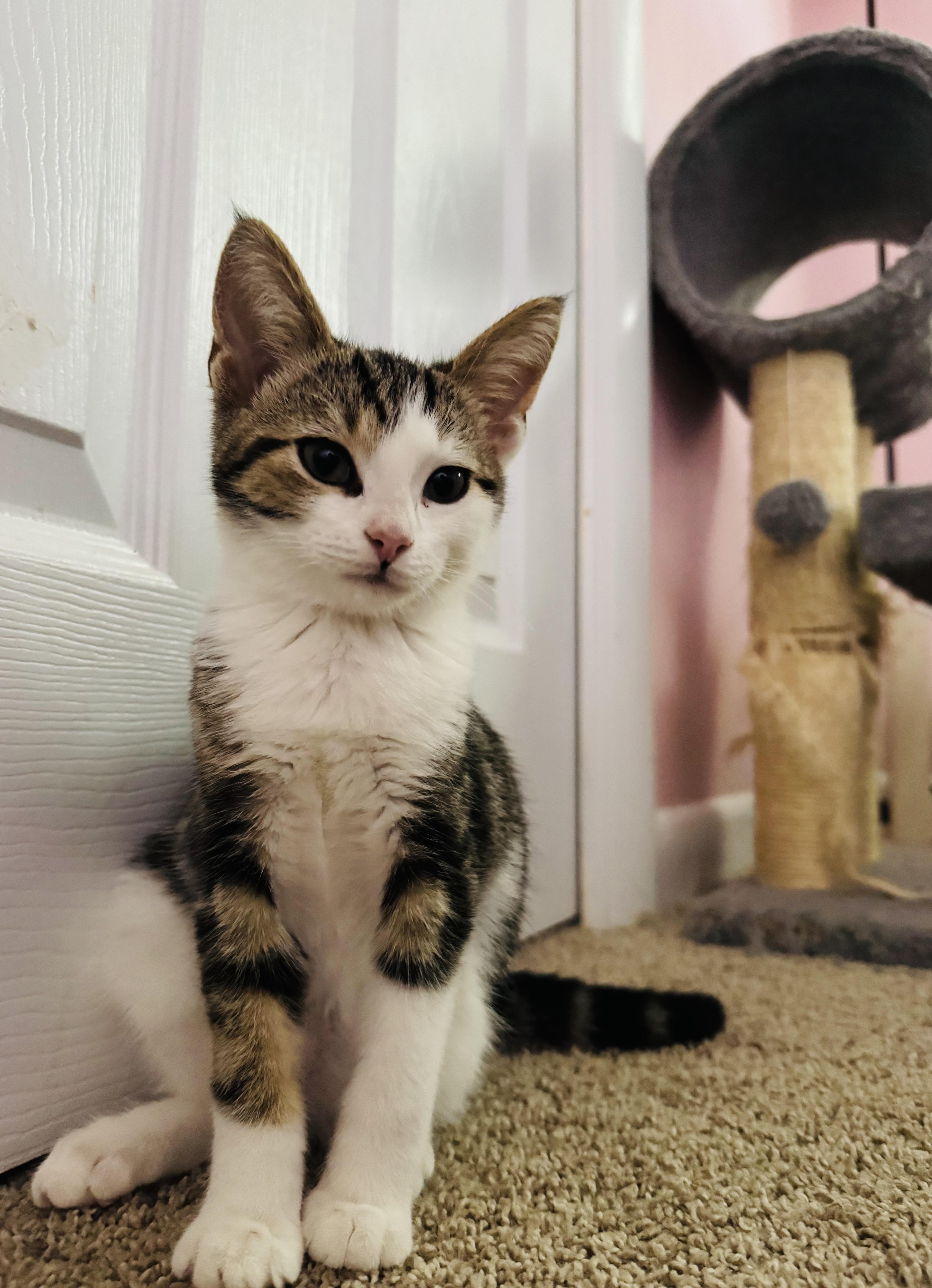 A baby medium-sized male Tabby (Brown / Chocolate) Domestic Short Hair cat named Lafayette for adoption in York, PA