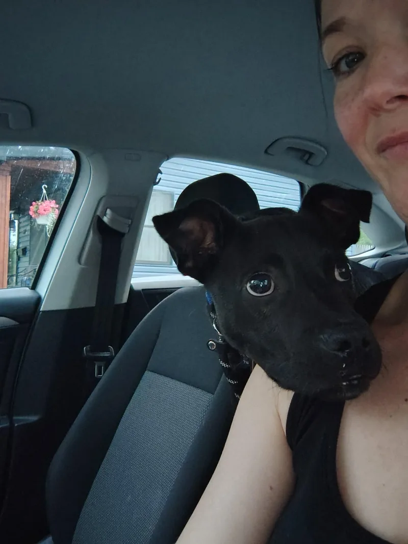 A young medium-sized male Black Labrador Retriever dog named Kovu for adoption in Springville, NY