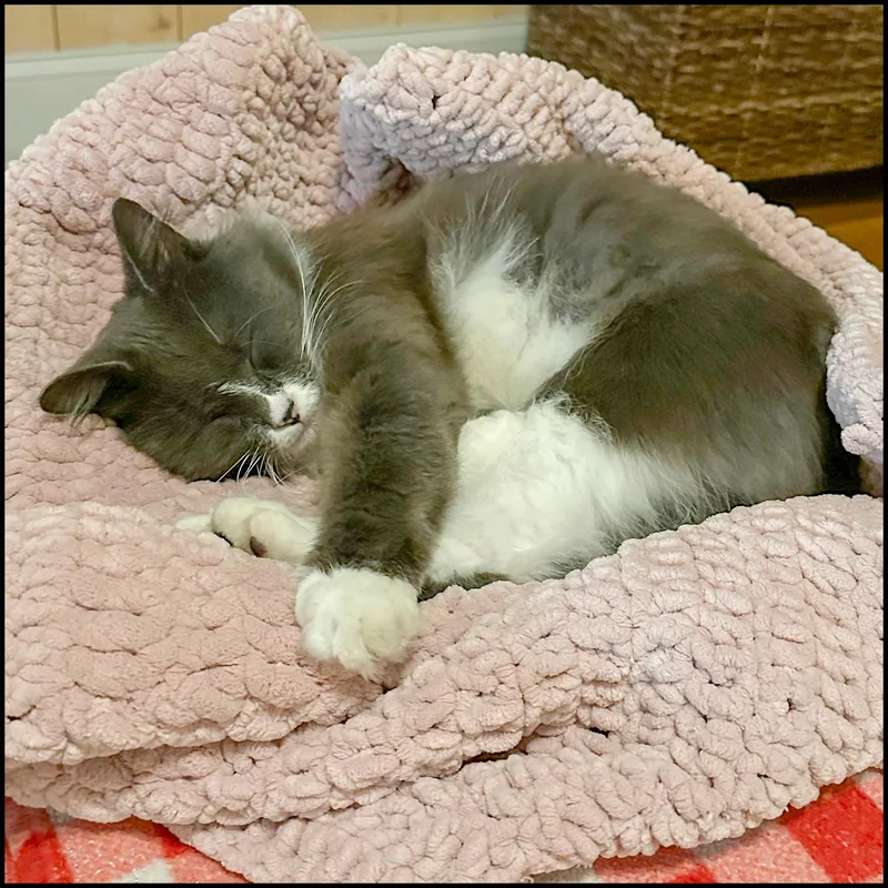 An adult medium-sized female Gray & White Domestic Medium Hair cat named Nancy Grace for adoption in Roswell, GA