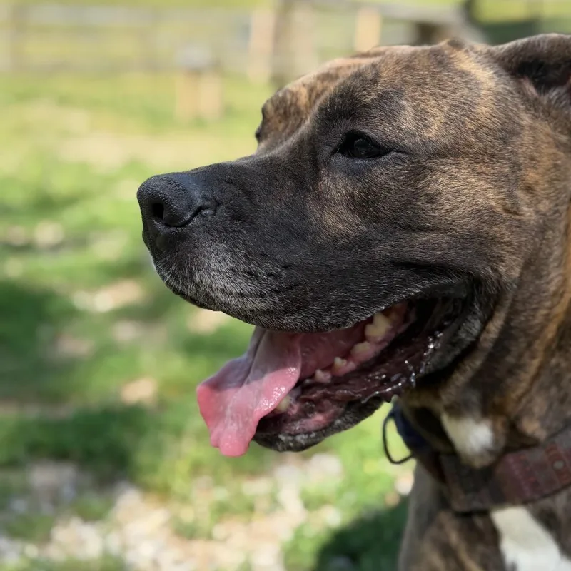 An adult medium-sized female Brindle Cane Corso dog named Cora for adoption in Stephens City, VA