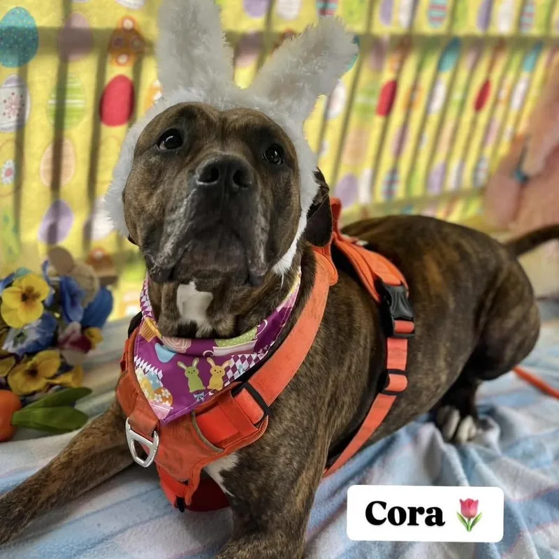 Cora thumbnail 4