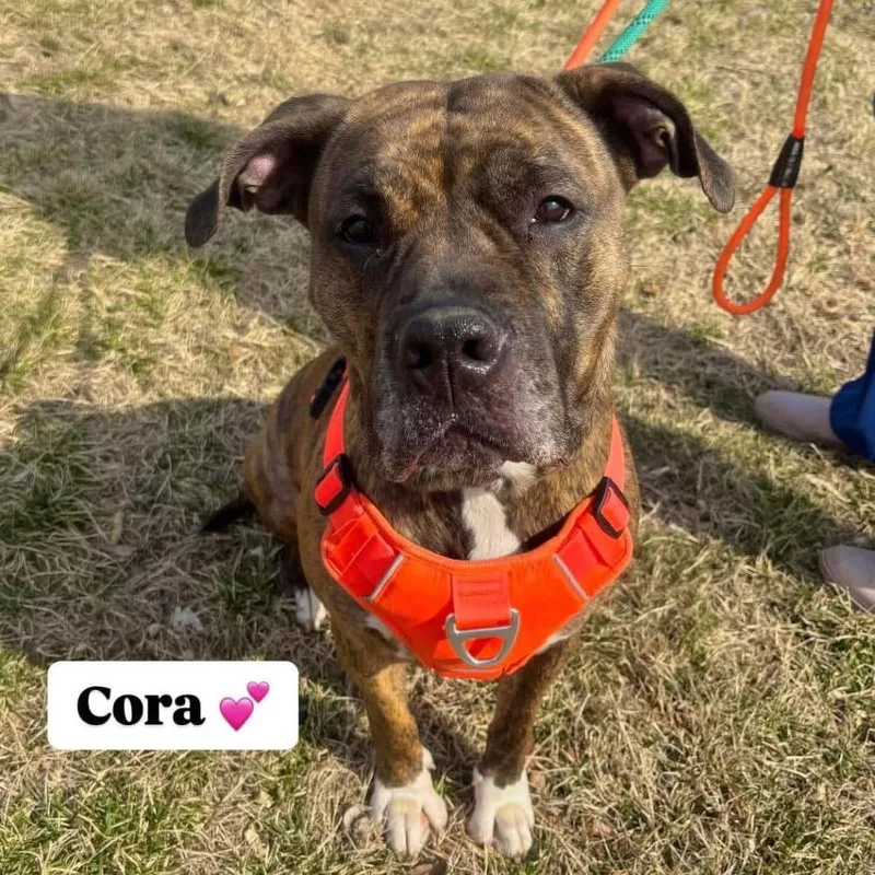 Cora thumbnail 6