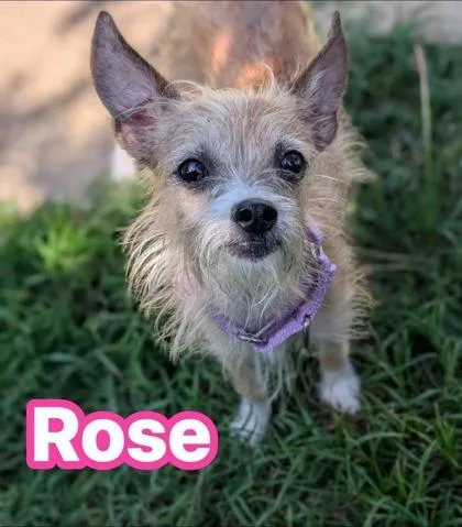 An adult small-sized female Terrier dog named Rose for adoption in Mansfield, TX