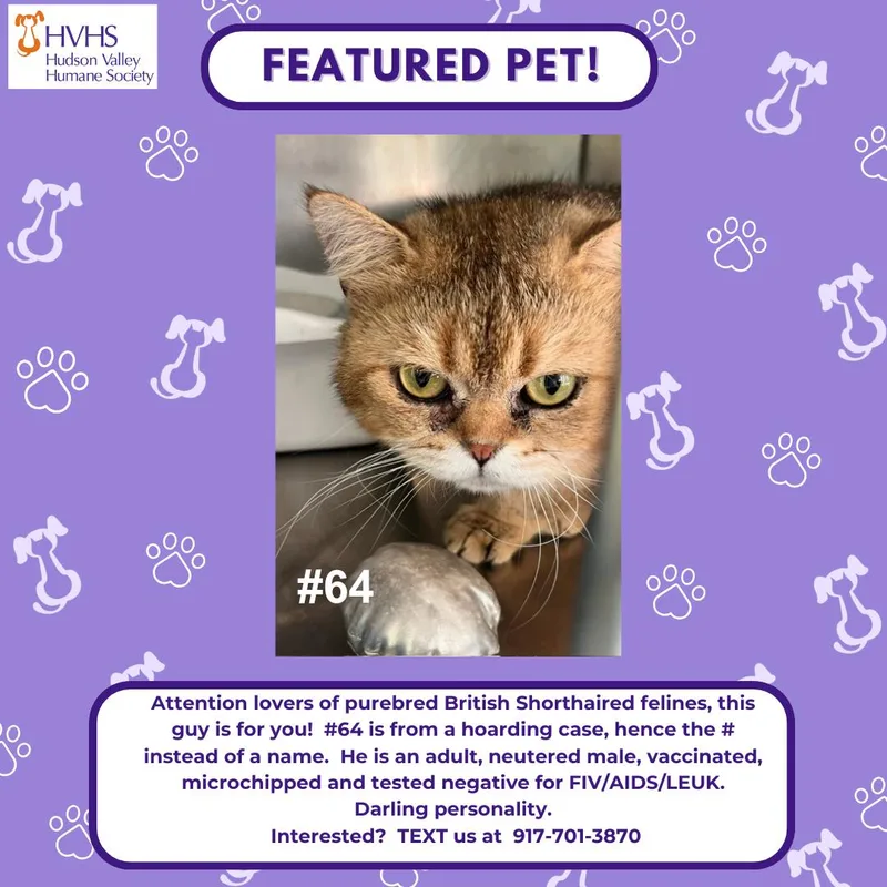 An adult medium-sized male British Shorthair cat named Gc for adoption in Pomona, NY