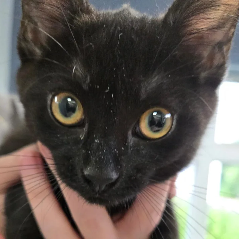 A baby small-sized female Black Domestic Short Hair cat named Ketchup for adoption in Kennebunk, ME