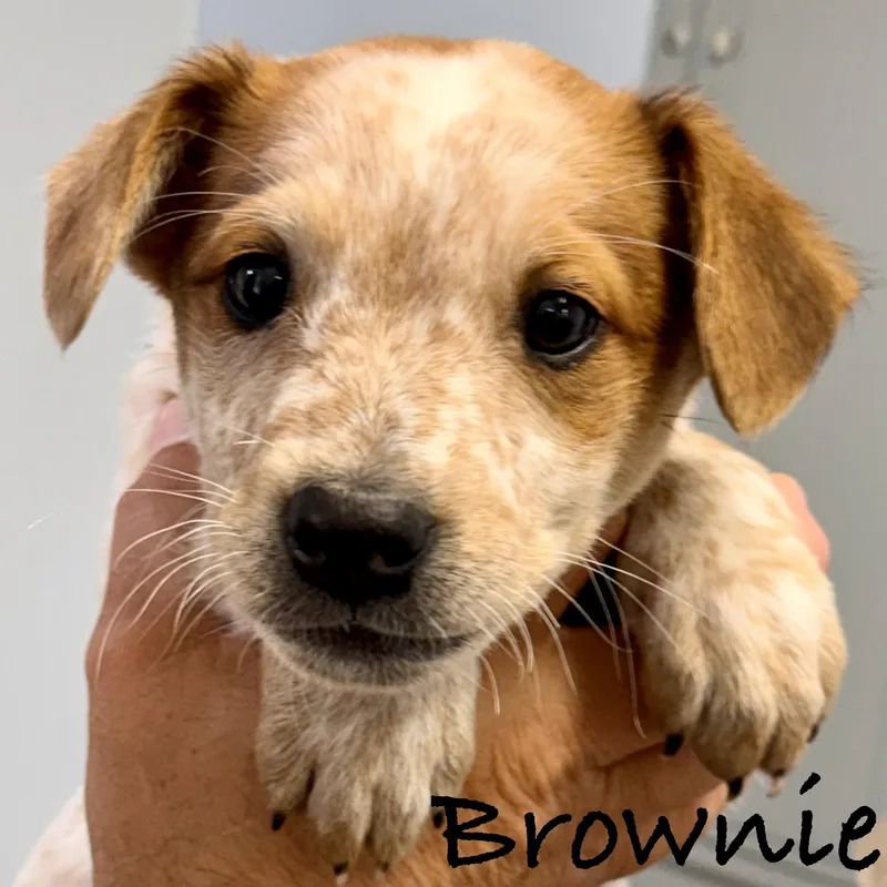 Brownie thumbnail 2