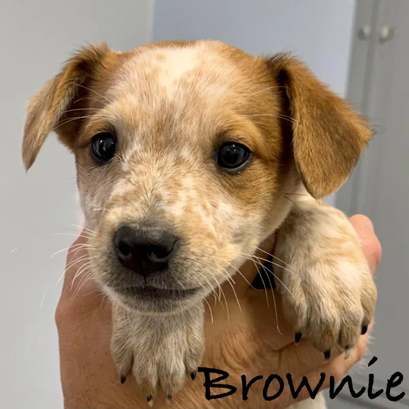 Brownie thumbnail 3